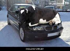 COW BMW